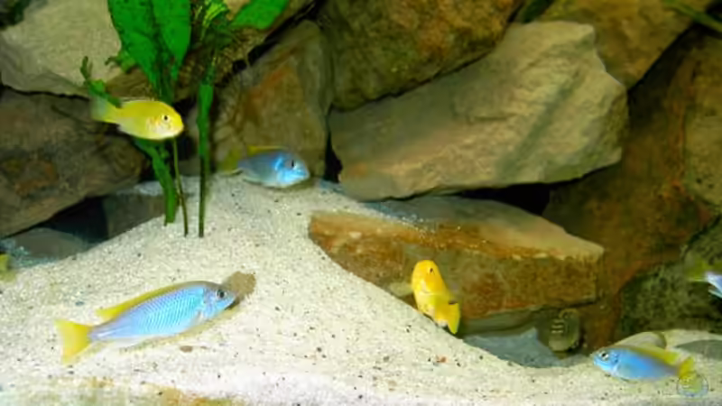 Besatz im Aquarium Becken 1143 von Sebastian Hornberger (11)