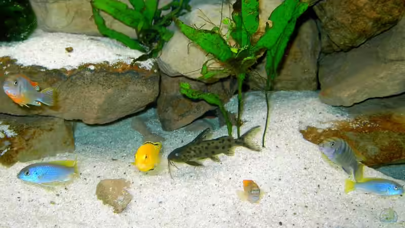 Besatz im Aquarium Becken 1143 von Sebastian Hornberger (12)