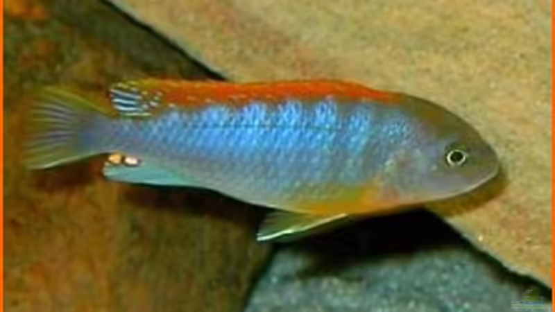 Besatz im Aquarium Becken 1143 von Sebastian Hornberger (13)