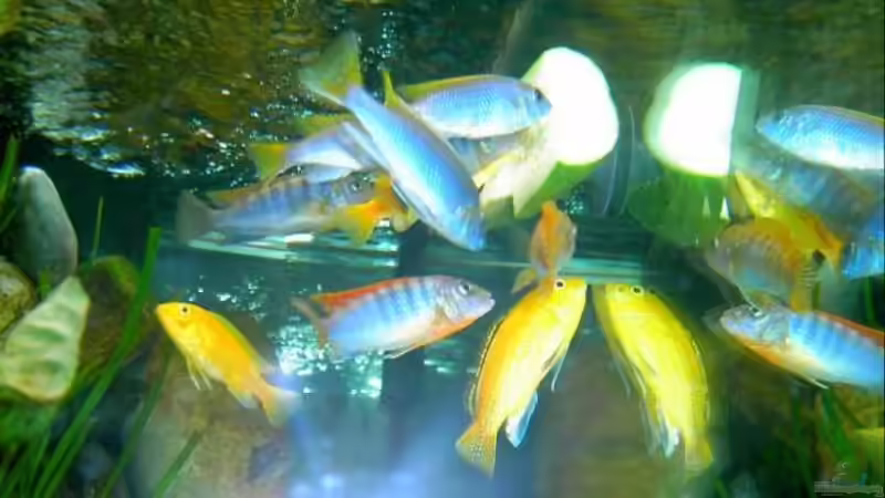 Besatz im Aquarium Becken 1143 von Sebastian Hornberger (14)