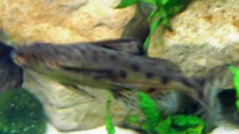 Besatz im Aquarium Becken 1143 von Sebastian Hornberger (9)