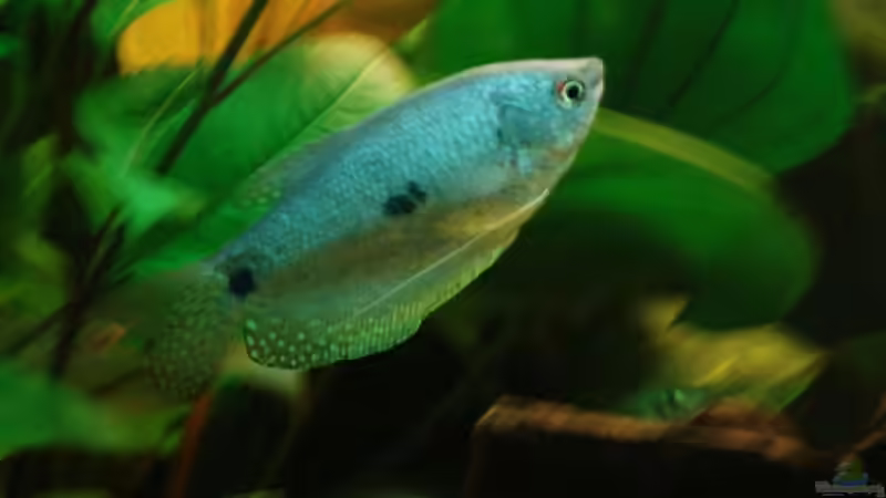 Besatz im Aquarium Becken 11438 von Meike J. (10)