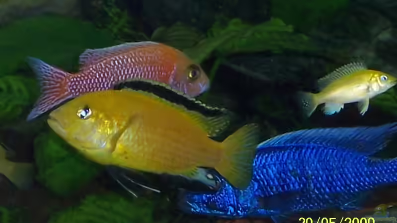 Besatz im Aquarium Becken 11459 von ProPaul (8)