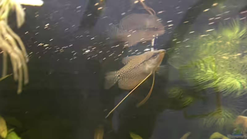 Besatz im Aquarium Becken 11460stillgelegt von Stephan Fehringer (28)
