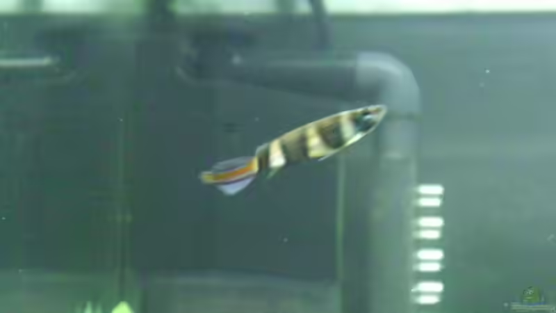 Besatz im Aquarium Becken 11461 von Georg (12)