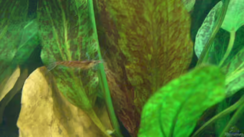 Besatz im Aquarium Becken 11461 von Georg (13)