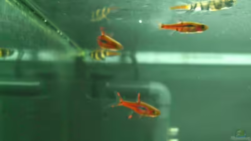 Besatz im Aquarium Becken 11461 von Georg (14)