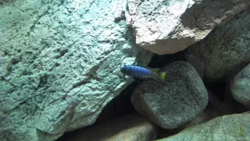 Besatz im Aquarium Becken 11465 von Andre Walz (15)