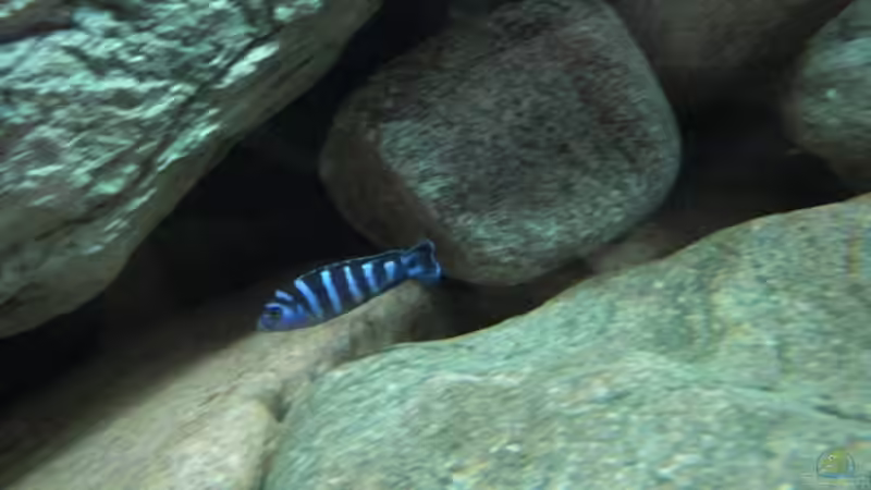 Besatz im Aquarium Becken 11465 von Andre Walz (17)