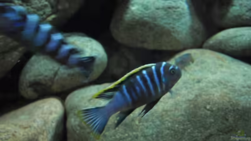 Besatz im Aquarium Becken 11465 von Andre Walz (21)