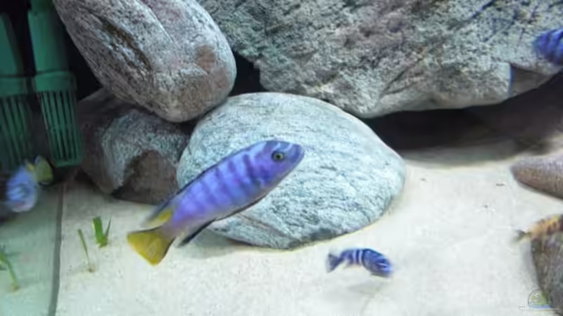 Besatz im Aquarium Becken 11465 von Andre Walz (24)