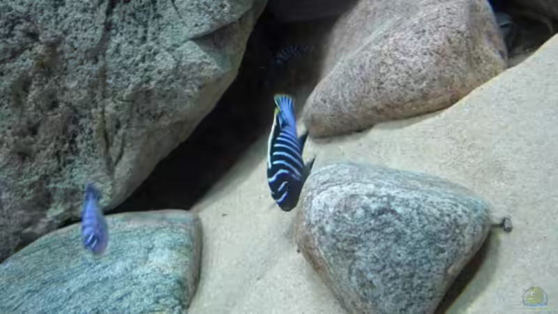 Besatz im Aquarium Becken 11465 von Andre Walz (25)