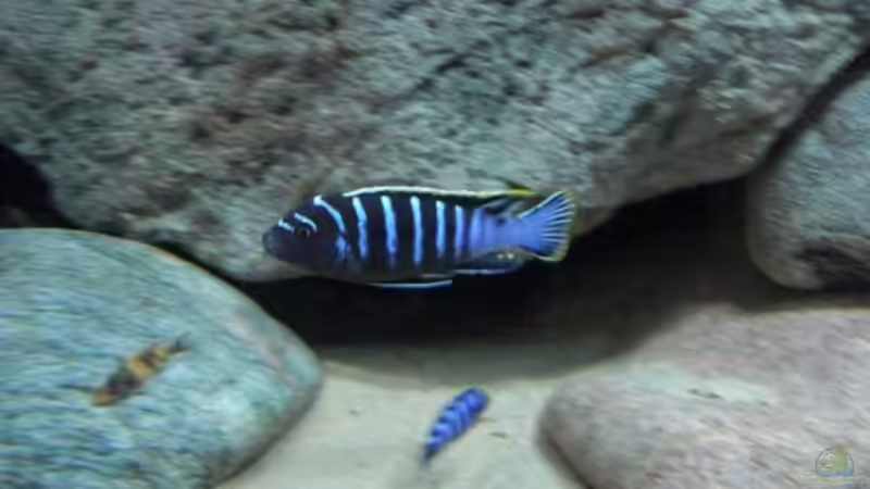 Besatz im Aquarium Becken 11465 von Andre Walz (26)