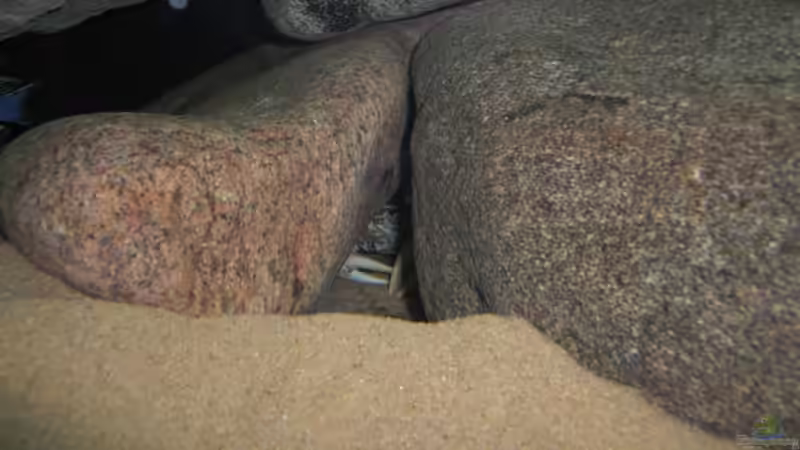 Besatz im Aquarium Becken 11465 von Andre Walz (27)