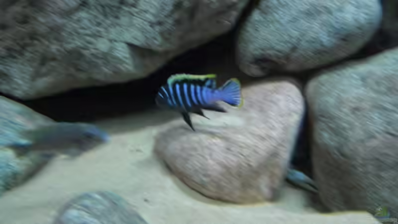 Besatz im Aquarium Becken 11465 von Andre Walz (29)