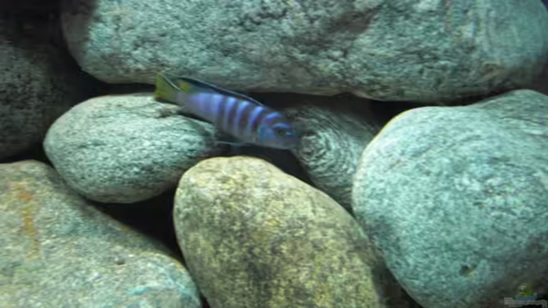 Besatz im Aquarium Becken 11465 von Andre Walz (30)