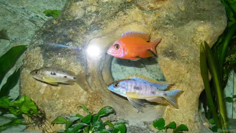 Besatz im Aquarium Becken 11467 von Tobi_88 (11)