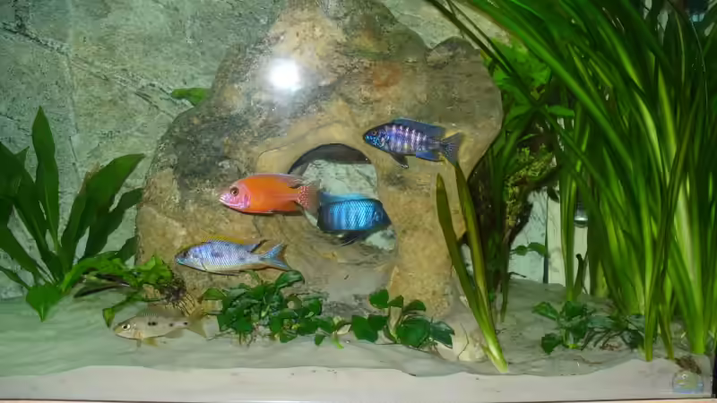 Besatz im Aquarium Becken 11467 von Tobi_88 (12)