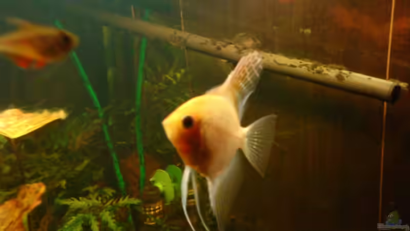 Besatz im Aquarium Becken 11471 von Marcus Roth (25)