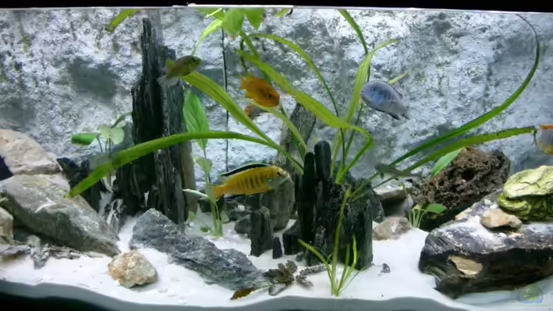 Besatz im Aquarium Becken 11481 von Hauy (2)