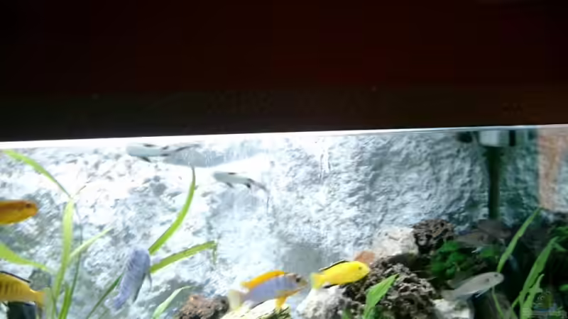 Besatz im Aquarium Becken 11481 von Hauy (3)