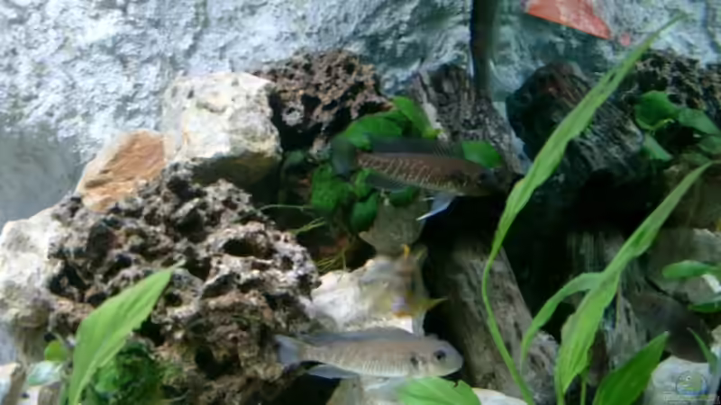 Besatz im Aquarium Becken 11481 von Hauy (4)