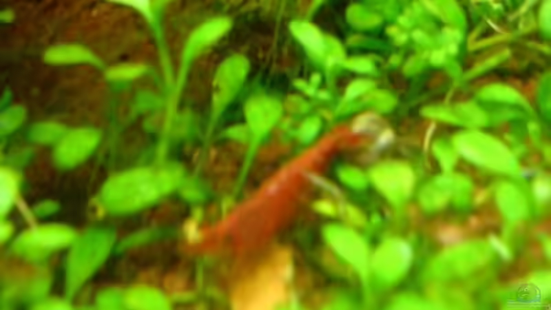 Besatz im Aquarium Becken 11483 von Stefan B. (10)