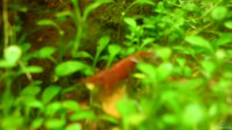 Besatz im Aquarium Becken 11483 von Stefan B. (9)