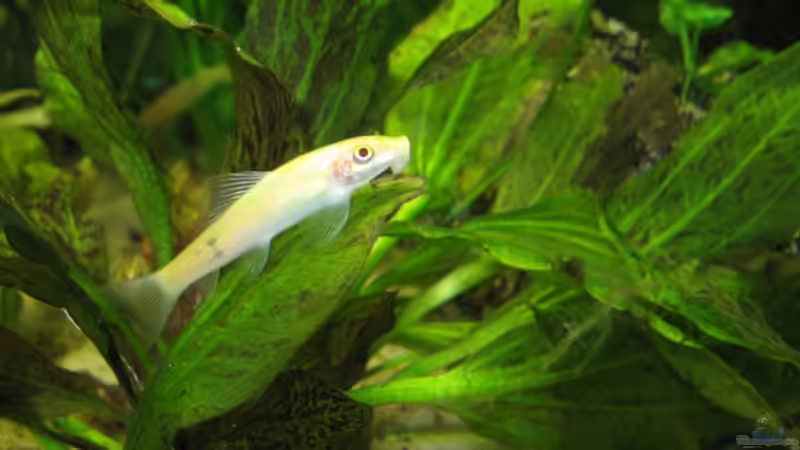 Besatz im Aquarium Becken 11494 von Marcus.H (12)