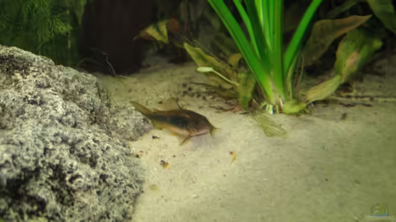 Besatz im Aquarium Becken 11494 von Marcus.H (13)