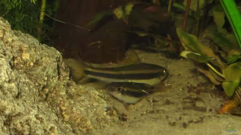 Besatz im Aquarium Becken 11494 von Marcus.H (5)