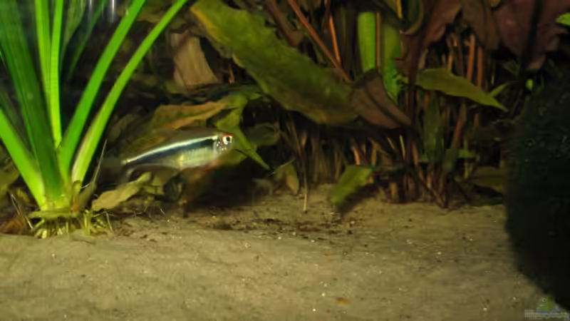 Besatz im Aquarium Becken 11494 von Marcus.H (6)