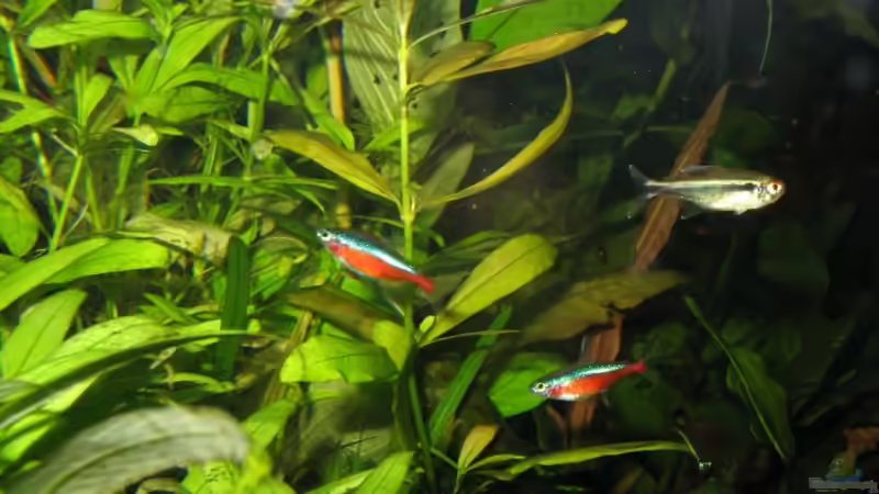 Besatz im Aquarium Becken 11494 von Marcus.H (8)