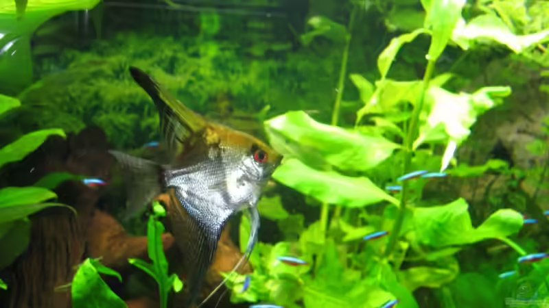 Besatz im Aquarium Becken 11494 von Marcus.H (9)