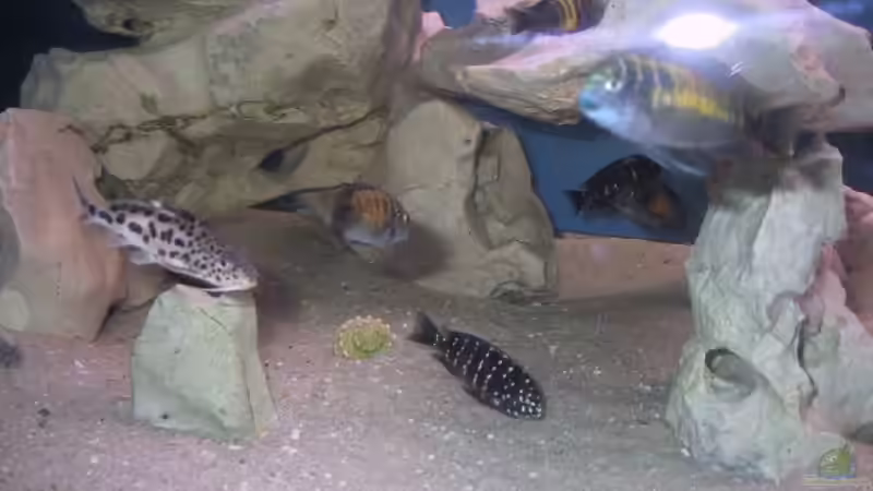 Besatz im Aquarium Becken 115 von Karsten Garn (10)