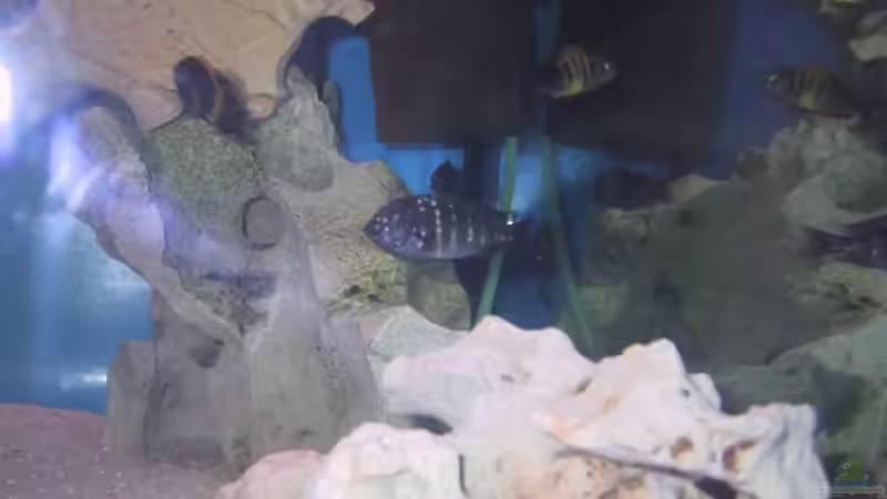 Besatz im Aquarium Becken 115 von Karsten Garn (12)