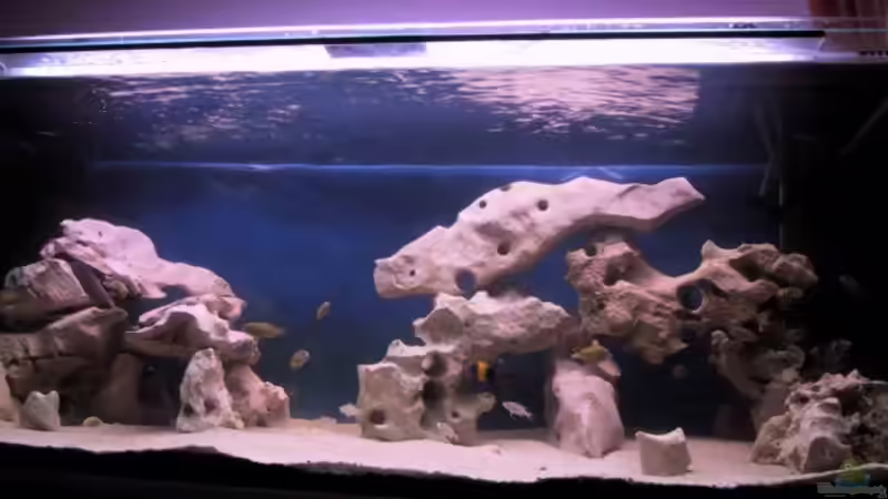 Besatz im Aquarium Becken 115 von Karsten Garn (13)