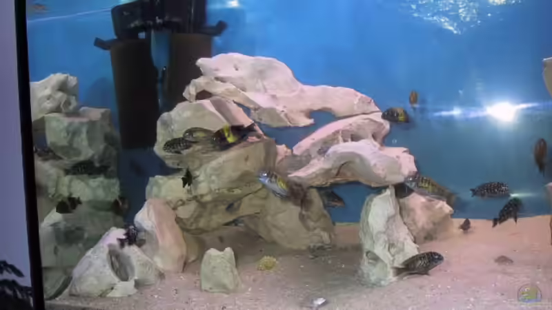 Besatz im Aquarium Becken 115 von Karsten Garn (8)