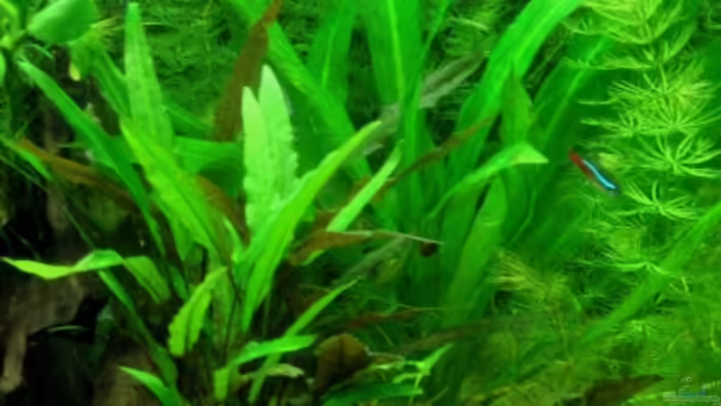 Besatz im Aquarium Becken 11502 von Chrihilefi (6)