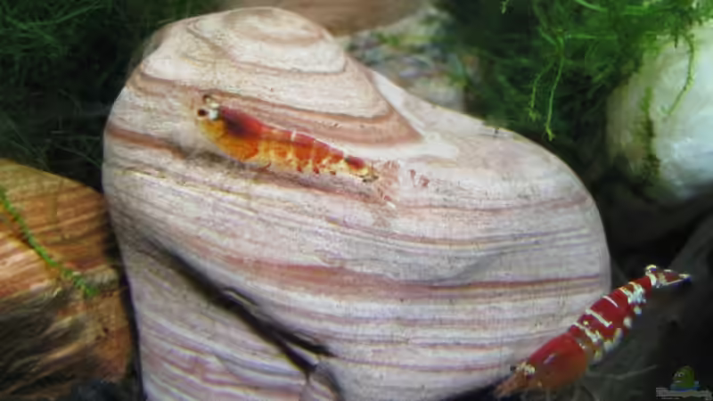 Besatz im Aquarium Becken 11504 von Eleanor (10)