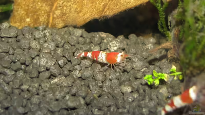 Besatz im Aquarium Becken 11504 von Eleanor (8)