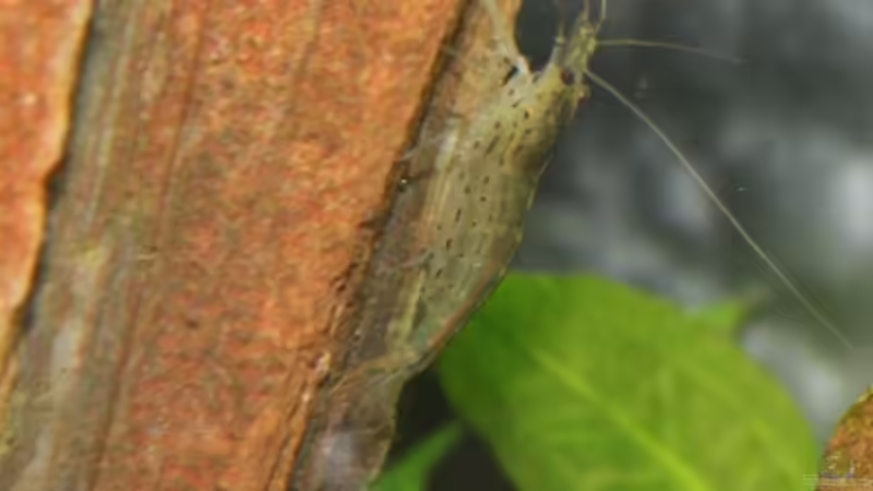 Besatz im Aquarium Becken 11514 von gruenet (10)