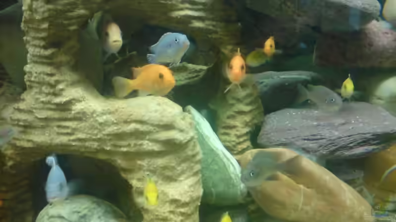 Besatz im Aquarium Becken 11519 von Ahmet Degerli (20)