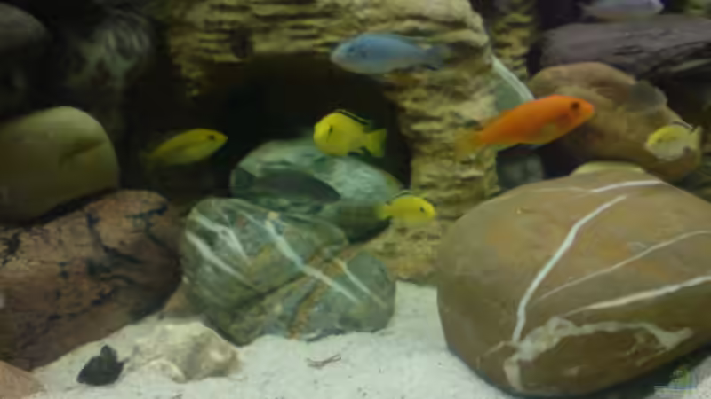 Besatz im Aquarium Becken 11519 von Ahmet Degerli (21)