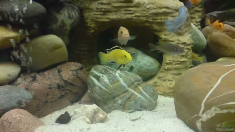 Besatz im Aquarium Becken 11519 von Ahmet Degerli (22)