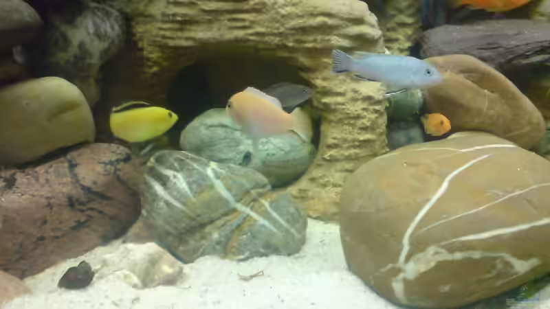 Besatz im Aquarium Becken 11519 von Ahmet Degerli (23)