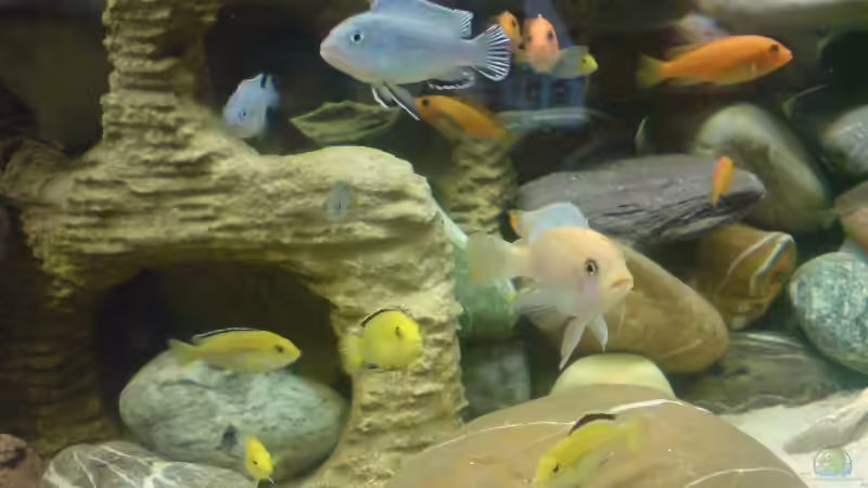 Besatz im Aquarium Becken 11519 von Ahmet Degerli (24)