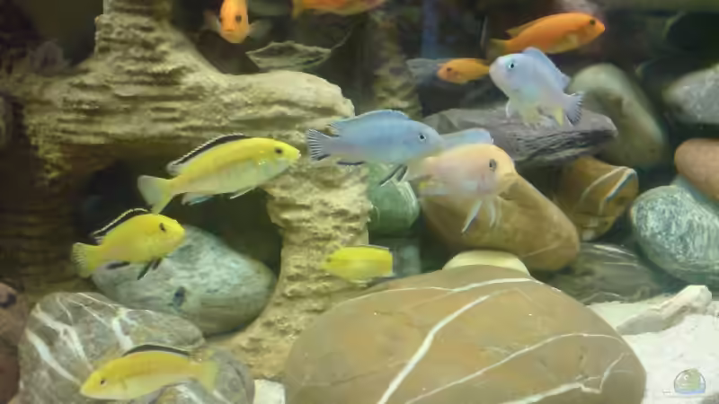 Besatz im Aquarium Becken 11519 von Ahmet Degerli (25)