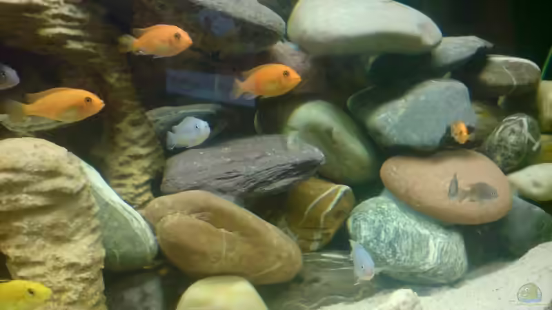 Besatz im Aquarium Becken 11519 von Ahmet Degerli (26)