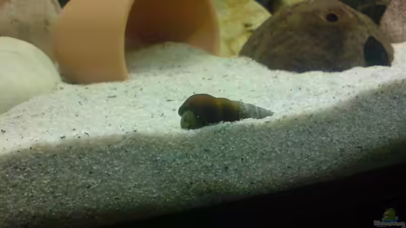 Besatz im Aquarium Becken 11519 von Ahmet Degerli (27)